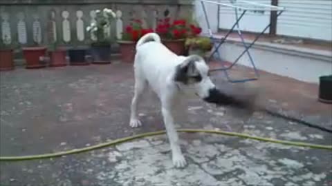 Before and after shows Mastiff's love of cleaning