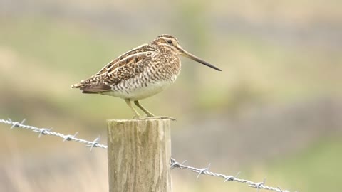 Snipe On A Post