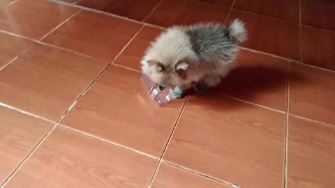 Pomeranian Puppy Thinks an Empty Jar is the Best Toy Ever!!