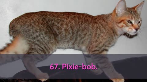 Every single Cat Breed A-Z