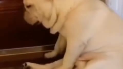 funny sleeping dog