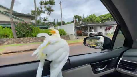 parot loves to ride a car out of the window on sidewalks