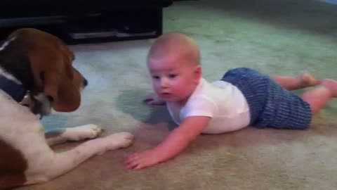Dog vs baby:dog play with cute baby.