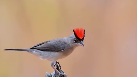 South African Grey pileated finch.