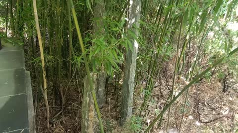 What is growing in this bamboo forest?