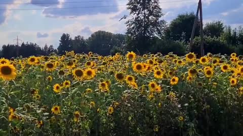Song with sunflowers