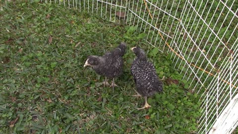 Save Money with backyard chickens.
