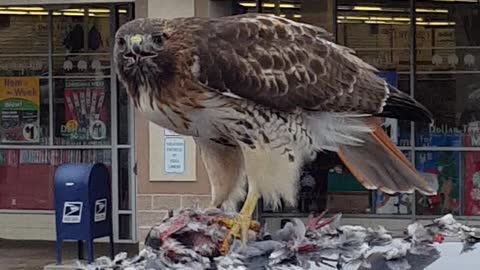 Hawk Having Snack on Top of Car