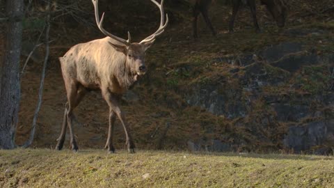 Adult Male Elk Slow Motion Walk