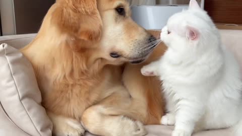 Funny cats and dogs