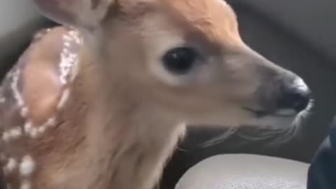 Cute animal compilation// baby deer cute fawn...