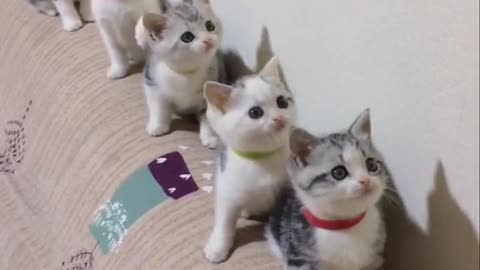 Cute cats shaking their heads collectively