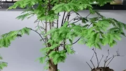 The Metasequoia at home grows and grows more lush