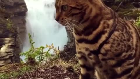 How I Got Addicted to Cat Beside Waterfall