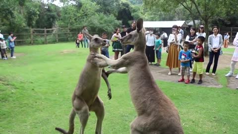 KANGAROOS fight with each other.They used to kick.