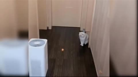 Funny cat video