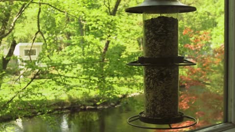 Red-bellied Woodpecker Eats from Bird Feeder and Flies Away over River