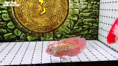 Lou han fish (flowerhorn) 20