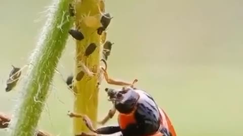 Ladybug eating aphid. #109 @devpooja