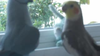 Parrot Tells Cockatiel She's Cute And Then Asks For Kiss