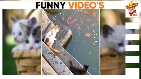 CAT'S 🐱 AND DOG'S🐶 AMAZING FUNNY MOMENTS /HD1080p