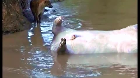 The power of a hippo exploding