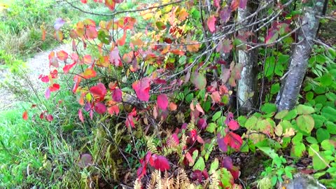 Red Leaves