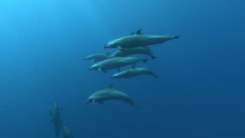 Aquatic animals under water 🌊🌊🌊💦💦💦💦 sea animals