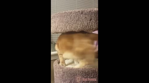 Funny and Relax with lovely pets 1