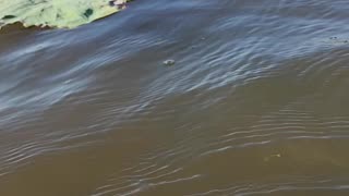 Peaceful kayak trip, Gantt, Alabama, US September 2023