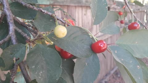 The cherries are ripe