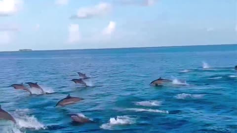 Fish playing Time 🐬🐬🐬