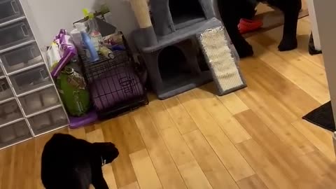Black Cat Scared Frightened By Person In Mask