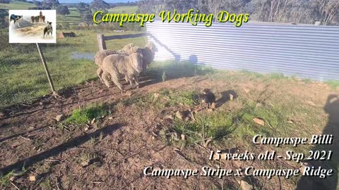 Campaspe Kirri - 15 weeks - Campaspe Stripe x Campaspe Ridge