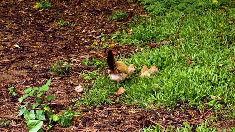 A hen with her chicks searches and eats from the ground