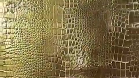 Wow! You must see it! Crocodile skin effect