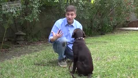 Stubborn Dog Refuses To Obey And Comply With Owner’s Commands