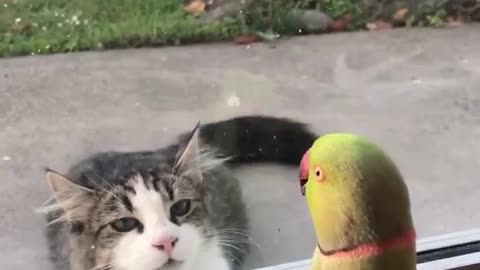 Hide and Seek [Parrot and Cat]