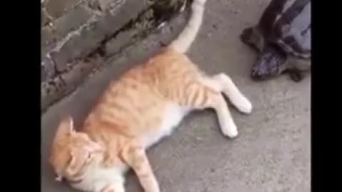 Cat and Dog funny video | Footage No Copyright | Funny animals - Funny animal videos 2024