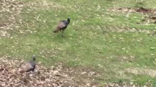 Wild Turkeys strolling into a green field
