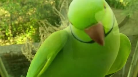 Funny green parrot