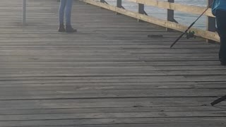 Guy almost gets bit by pelican on pier dock