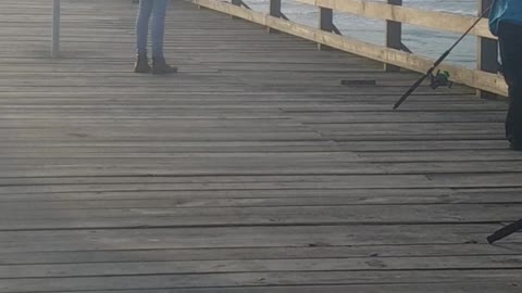 Guy almost gets bit by pelican on pier dock