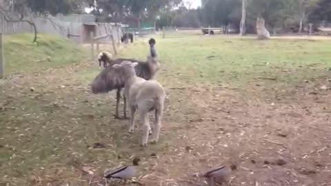 Sheep vs Emu