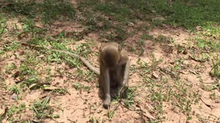 Baby monkey in cambodia