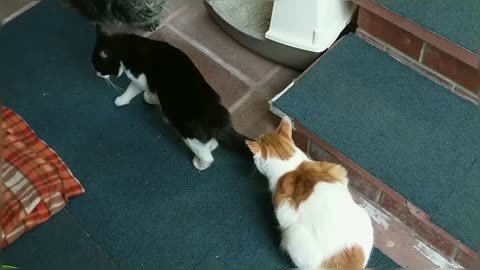 Introducing Cats To A New Persian Kitten For The First Time