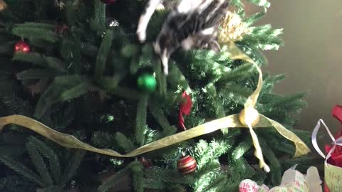 Curious Cat Has Trouble Descending Christmas Tree