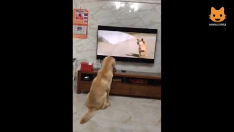 A dog watching TV