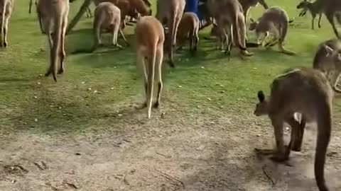 The kangaroo