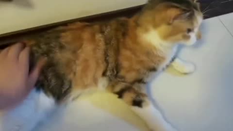No kitten can refuse to slap the butt, the cat enjoys it